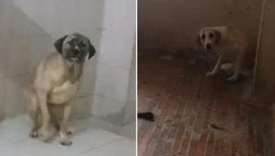 Evden 12 köpek çıktı! Tahliye kararına direnen kadına gözaltı