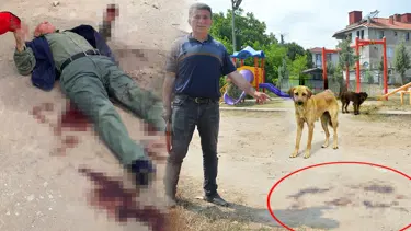 İşitme engelli adam sokak köpeklerinin saldırısına uğradı