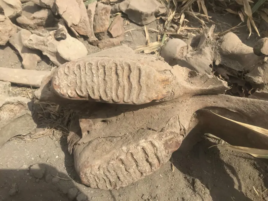 Kahramanmaraş'ta ekim için sürülen tarlada fil fosili bulundu 9
