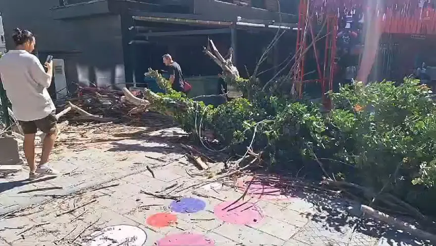 Çürüyen ağaç park halindeki araca zarar verdi 3