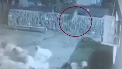 Kurt, ağıldaki sürüye daldı, ölü taklidi yapan koyun kurtuldu