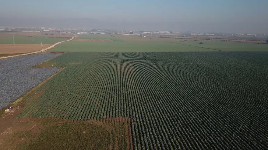 İzmir'deki tarımı kuraklık vurdu: Kışlık sebze üretimi düştü 