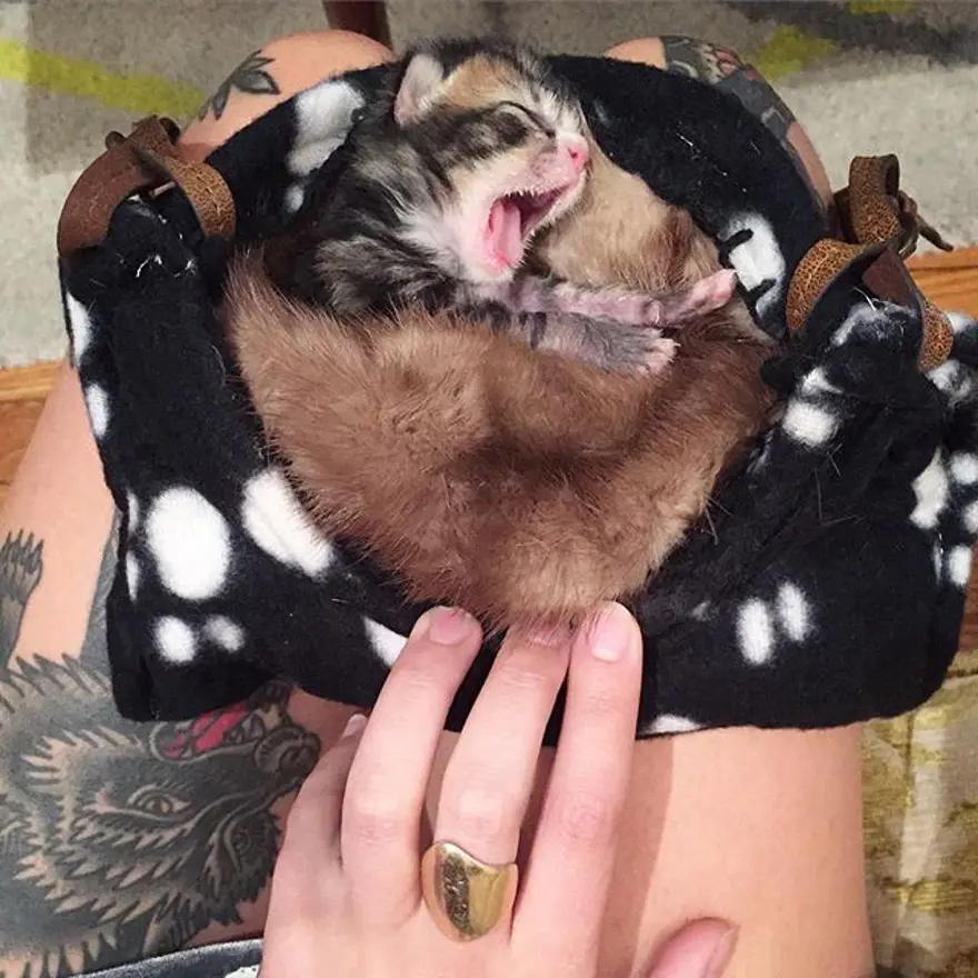 Hayatını kedileri kurtarmaya adadı 289