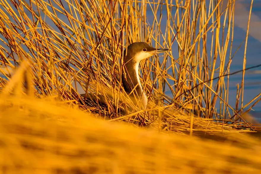 Trakya'nın saklı cenneti 'İğneada' ziyaretçilerini bekliyor: Üstelik İstanbul'a 3 saat uzaklıkta 10