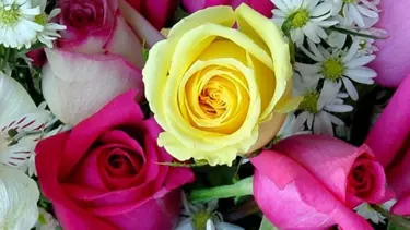 Gül papatya kokacak!