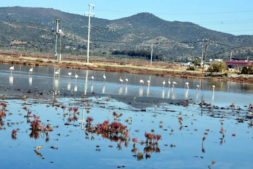 Tuzla Sulak Alanı'na flamingo akını 1