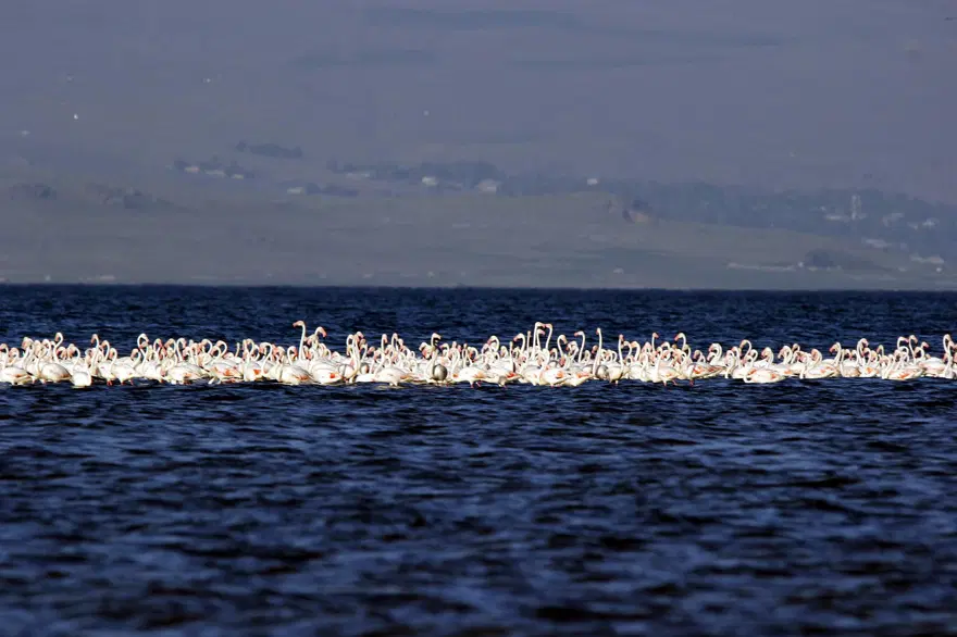 Van Gölü'nde flamingo şöleni 11