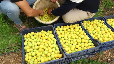 Mersin'de ilk hasadı yapılan kayısı 300 TL'den alıcı buldu