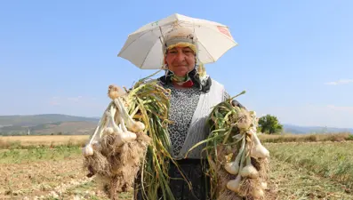 Günlük bin 200 TL kazanıyorlar: Kavurucu sıcakta zorlu mesai