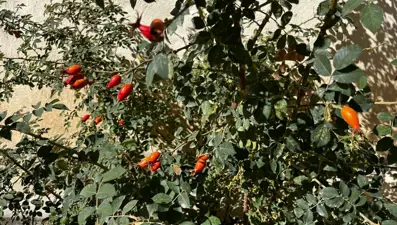 Doğal şifa deposu bu yıl bol miktarda var:  Dikenli dallardan toplanıyor