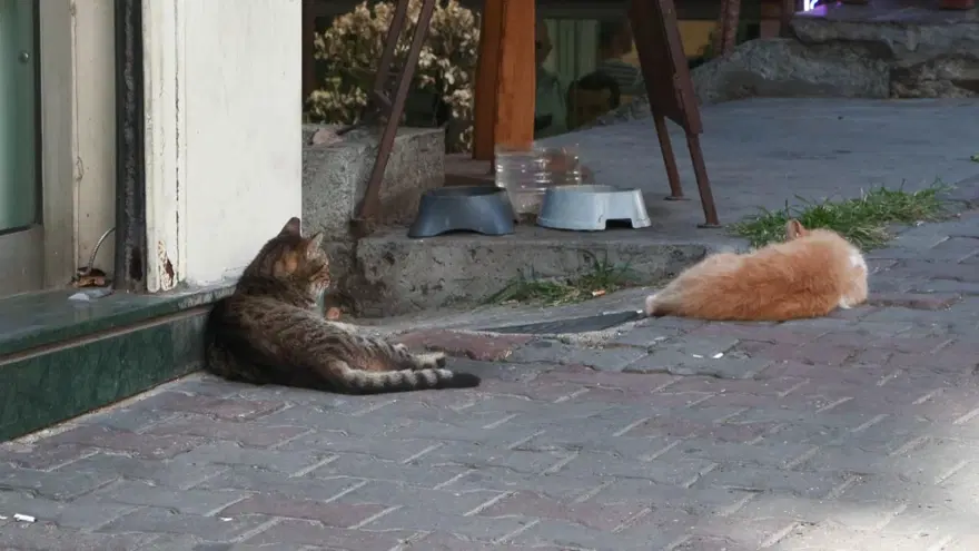 Cihangir’in maskotuTarçın kaza kurbanı 2