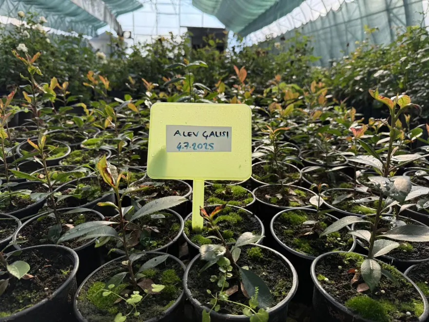 5 yıl önce kuruldu, 200 bin üretiliyor: En sağlıklısı yetiştiriliyor 3