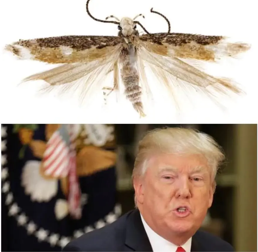 Ünlülerin adı verilen yeni türler 1 Ünlülerin adı verilen yeni türler 1