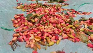 Çiftçiler 'yeşil altın' üretimi için devletten destek bekliyor