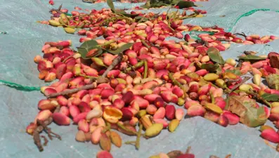 Çiftçiler 'yeşil altın' üretimi için devletten destek bekliyor