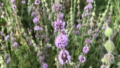 Hangi çiçekler yemeklerde kullanılır? (Çarşı Pazar Ekonomisi 17 Ekim 2020)