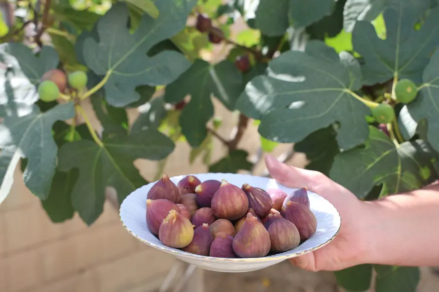Konya'da yetişmesi zor olan meyveyi apartman bahçesinde yetiştirdi 3 Konya'da yetişmesi zor olan meyveyi apartman bahçesinde yetiştirdi 3