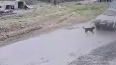 İstanbul'da köpeği ezen belediye çalışanı işten çıkartıldı