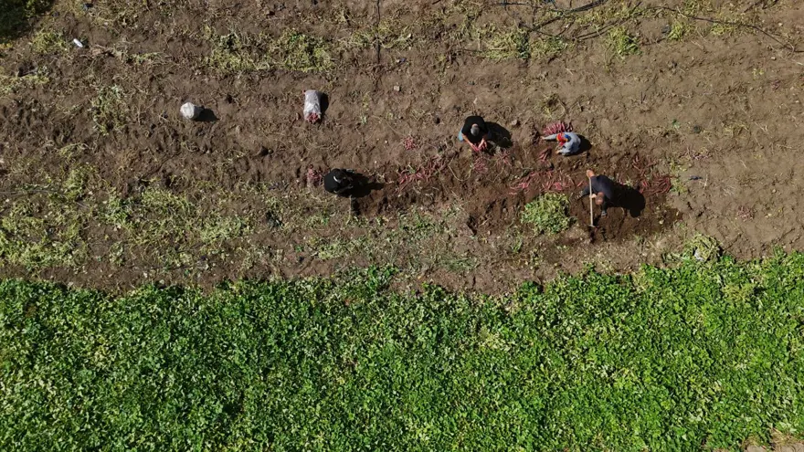 Kilosu 35 TL'ye satılıyor: Şifa deposu besinin hasadı başladı 3 Kilosu 35 TL'ye satılıyor: Şifa deposu besinin hasadı başladı 3