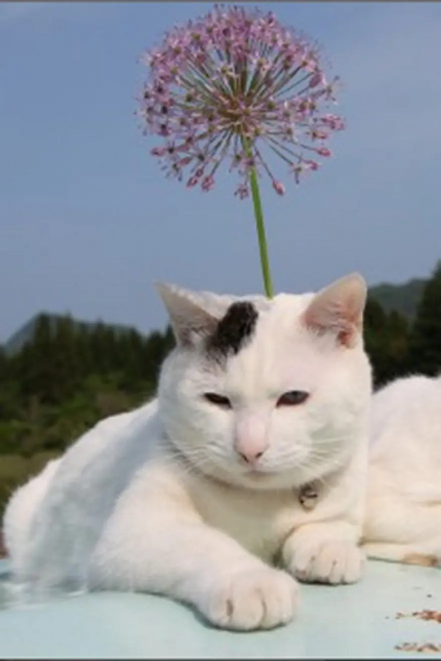 Poz verme sanatı 37