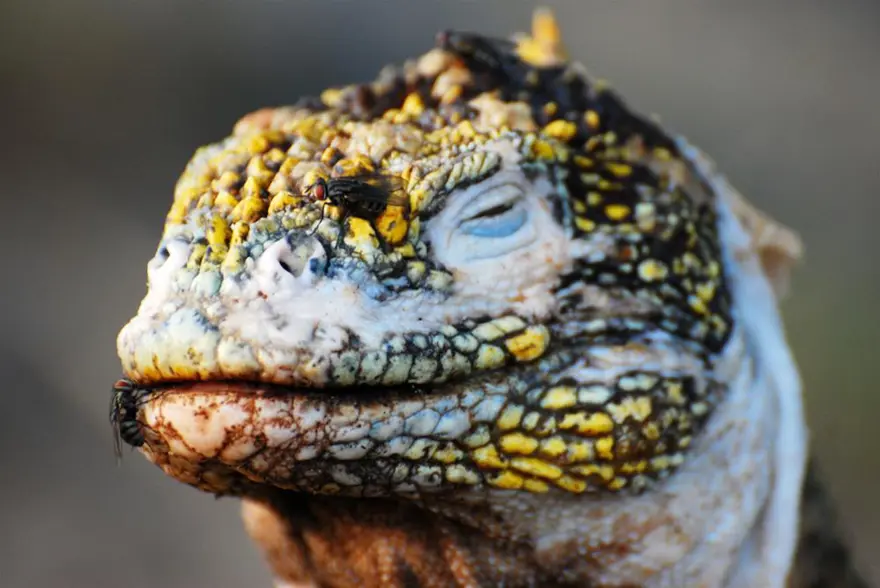 Darwin'in adasından kaçıyorlar 13