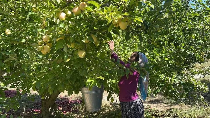 Isparta'da elma hasadı başladı 5