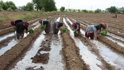 Şanlıurfa yemeklerinin vazgeçilmezi: Tadı nedeniyle büyük ilgi görüyor