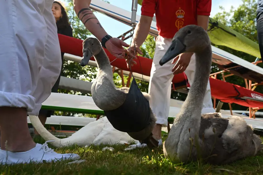İngiltere'nin 838 yıllık geleneği: Kuğu nüfus sayımı 6