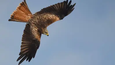 Kayseri'de şahin avlayan 2 kişiye 70 bin lira ceza