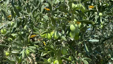 "Zeytin sineği’ne karşı uyarı