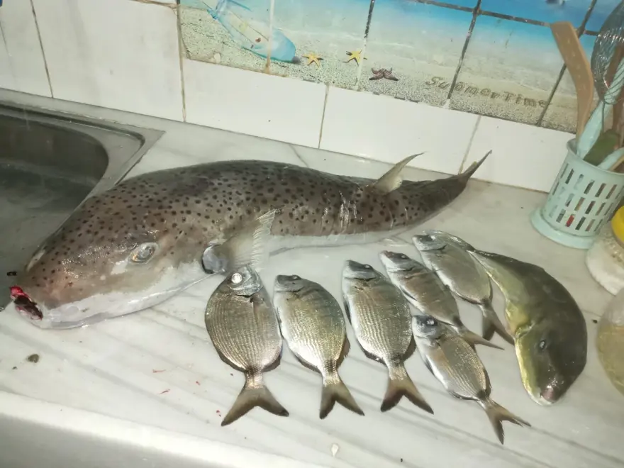 Balon balığından zehirlendi, yaşadıklarını anlattı: Önce ağızve dili şişti, sonra elleri ve ayakları uyuştu 