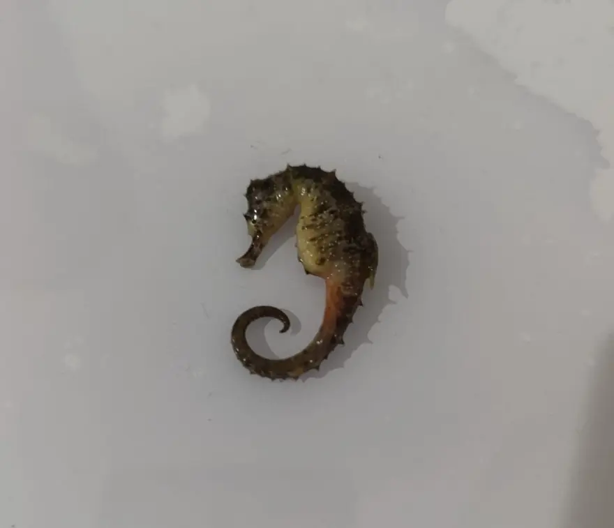 Balıkların arasından çıktı: Evinde pişirmek için almıştı 1