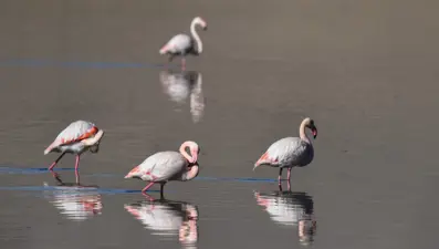 Kuş cennetini de kuraklık vurdu: Flamingo sayısı azaldı