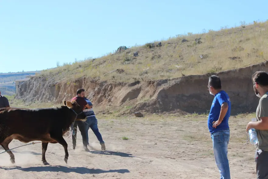 Kaçan dana ortalığı birbirine kattı: Gel kurban olduğum 13