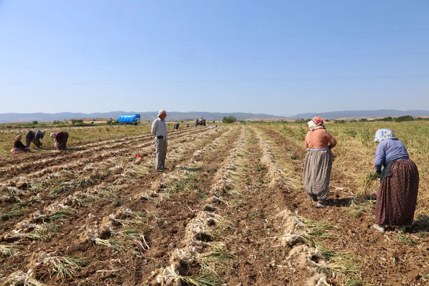 Günlük bin 200 TL kazanıyorlar: Kavurucu sıcakta zorlu mesai 1