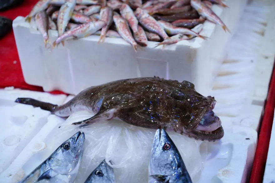 FENER BALIĞI 700 TL'DEN SATILIYOR 3 FENER BALIĞI 700 TL'DEN SATILIYOR 3