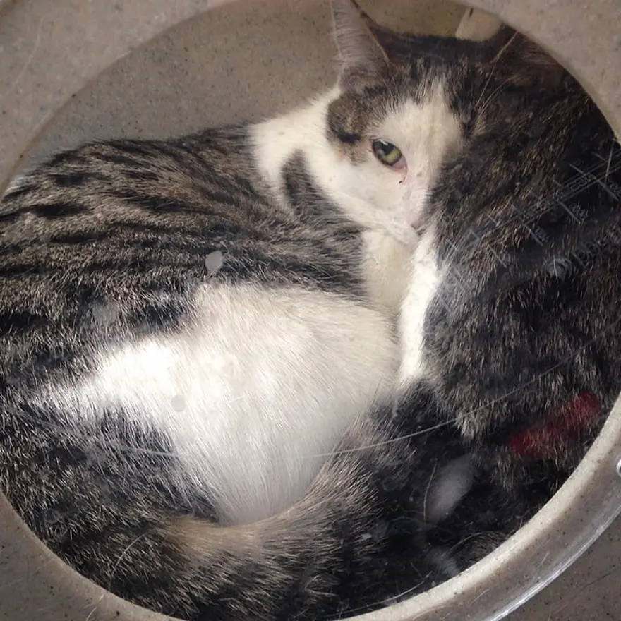 Hayatını kedileri kurtarmaya adadı 94