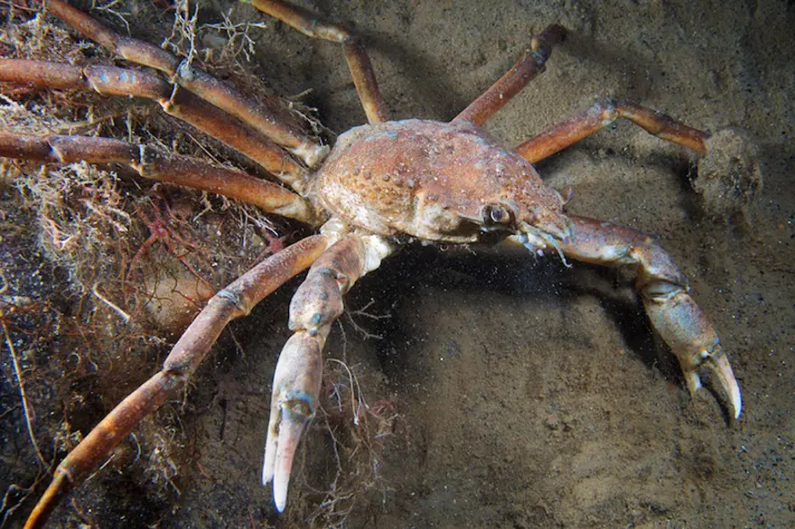 Beyaz Deniz'in harikaları 95