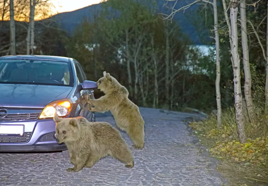 Nemrutkapatıldı: Ayıların beslenme alışkanlıkları değişti, valilik yasak kararı aldı 