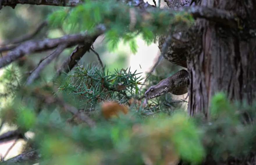 Tunceli'de 'koca engerek' görüldü 2