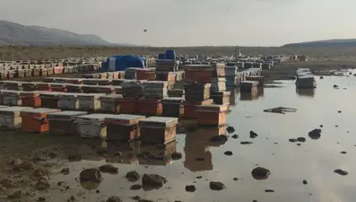 Van’da sağanak arı kovanlarını vurdu