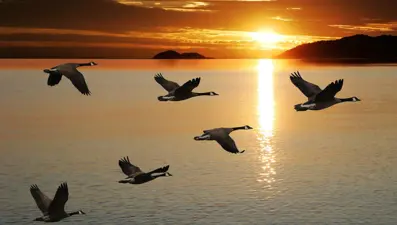 Gökyüzündeki uyarı: Kuşların göç alışkanlıkları değişiyor