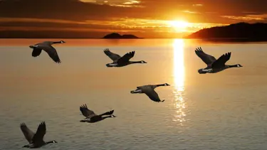 Gökyüzündeki uyarı: Kuşların göç alışkanlıkları değişiyor