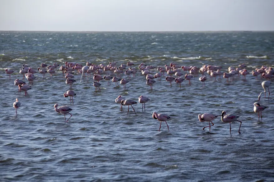Afrika sahillerinde bir flamingo cenneti: Walvis Bay Lagünü 14