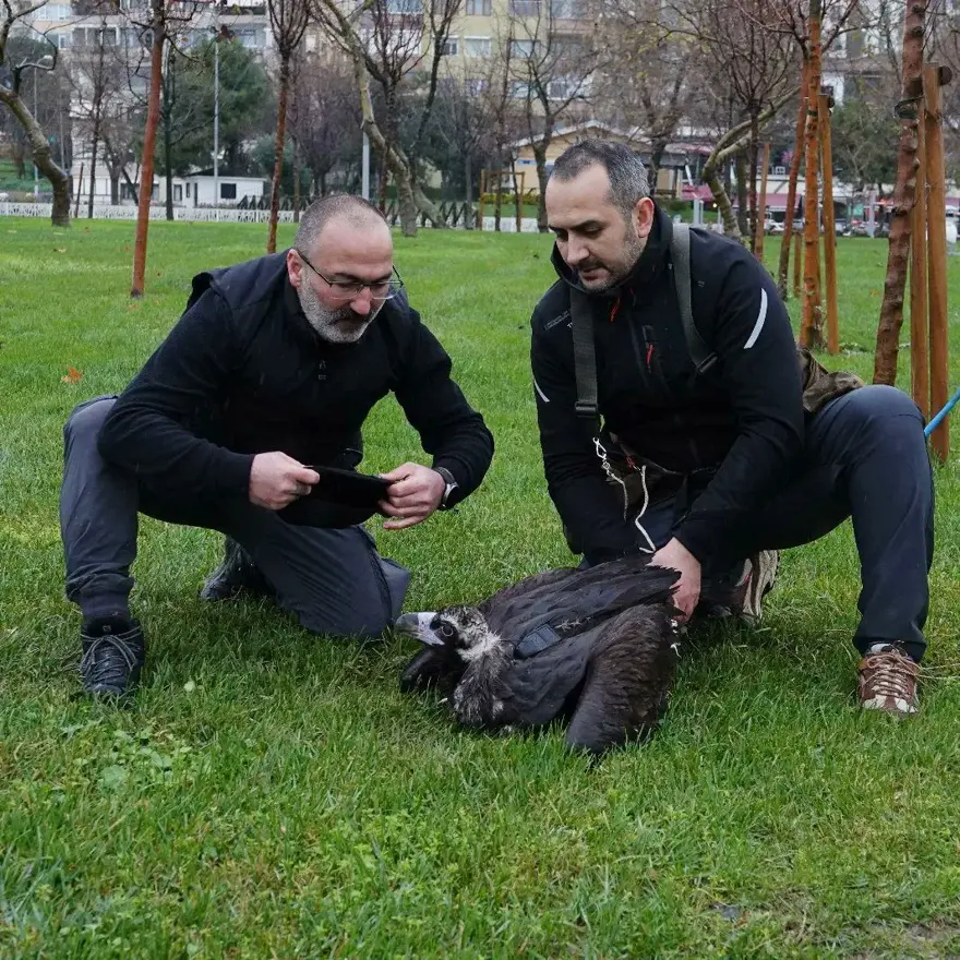 Yorgun düşen kara akbaba "B10" yakalanıp tedaviye alındı 6