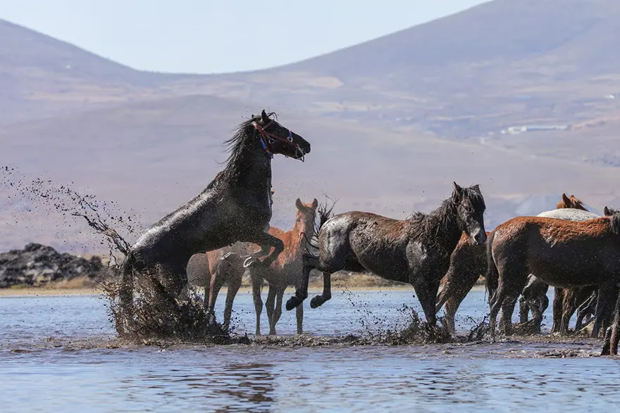 Erciyes eteklerinde yılkı atları 11