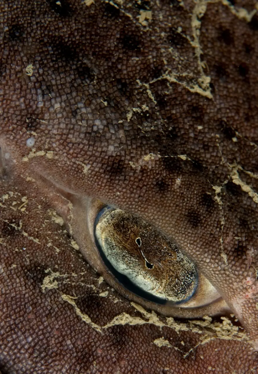 Vahşi yaşamdan çarpıcı kareler 16