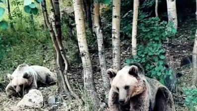 "Korkmayın saldırmaz" dediği anda ayı saldırısına uğradı