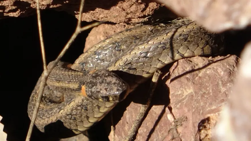 Yüksekova'da sürü halindeki yılanlar Brezilya'nın 'Yılan Adası'nı andırıyor 7