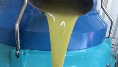 Zeytinde verim arttı, yağın fiyatı 160 TL'ye kadar düştü